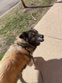 Windy City Dog Walkers
