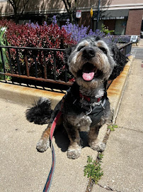 Windy City Dog Walkers