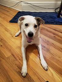 Bare Paws NYC Dog Walkers & Pet Sitters