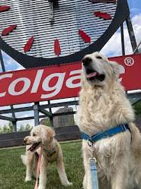 Doggy Social NYC