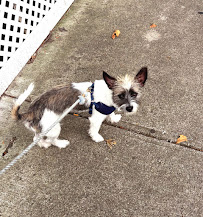 Doggy Social NYC