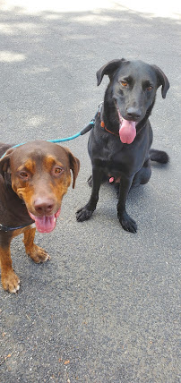 Jason The Dog Walker & Co.