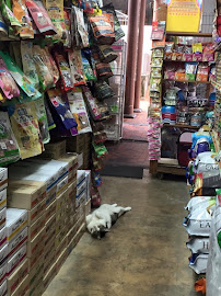 Pet Lovers Centre (Hougang Mall)