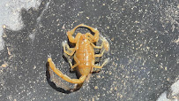 Canopy Pest Control