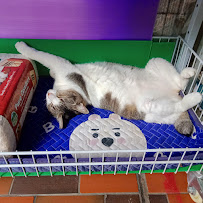 Pet Lovers Centre (Hougang Mall)