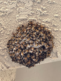 San-Rio Pest Control