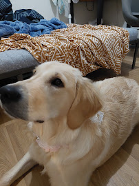 Fifth Ave Pets