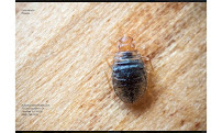Urban Desert Pest Control
