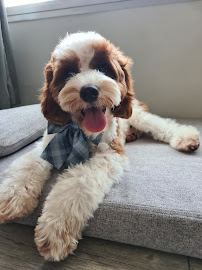 Pet Me Please SG