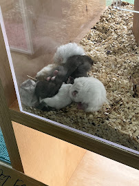 Mofu Pet House