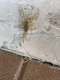 Arizona Termite & Pest Solutions