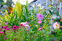 Abi & Tom's Garden Plants