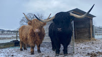 Robertson's - The Larder & Highland Cows - Beauly