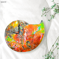 Aurora Ammolite