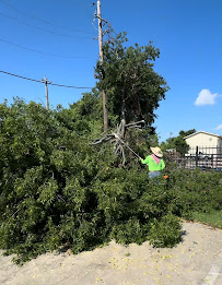 CG Tree Service Dallas