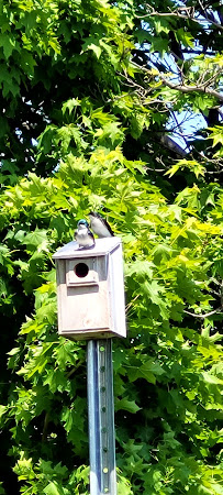 Bertrand Jacob Avocat