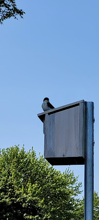 Bertrand Jacob Avocat