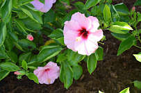 Acadiana Choppers Lawn & Landscaping
