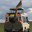 Wildlife Safari Kenya Ltd