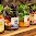 Meal in a Jar Inc.