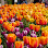 Brookside Gardens