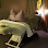 Therapeutic Massage of Michigan