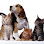Brooker Ridge Animal Hospital - Veterinarian in Newmarket