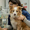 Bend Veterinary Clinic North