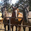 Bend Animal Hospital