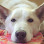 Corvallis Pet Care // Pet Sitting, Dog Walking, Dog Training, Cat Sitting