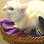 Catmandu Retreat