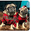 Pet Companion Services