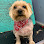 American School of Dog Grooming