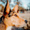 High Desert Pet Sitting