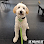 Sit Means Sit Dog Training Pittsburgh