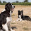 Suite Dog Daze LLC