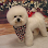 West Salem Dog Grooming, formerly Canine Concepts