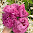 Floral Classics
