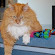 Lombard Animal Clinic, P.C.