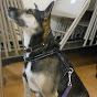 Wag the Dog NYC--Urban Dog Training