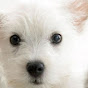 Brooklyn Pup Dog Training