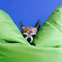 Dog Days of New York