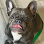 Puptown Houston Dog Training