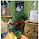 Bella's Bistro