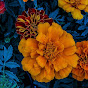 EMDR Therapy for Trauma & Anxiety Therapy, EMDR Intensives in Massachusetts, Rachel Duvall Psychotherapy