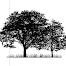 Two Trees Web Design