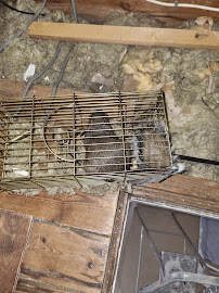 PEST CONTROL SERVICES-HARROW