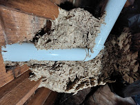 Bromley Pest Control