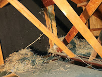 Texas Bug Killers Pest & Lawn Service