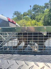Texas Bug Killers Pest & Lawn Service